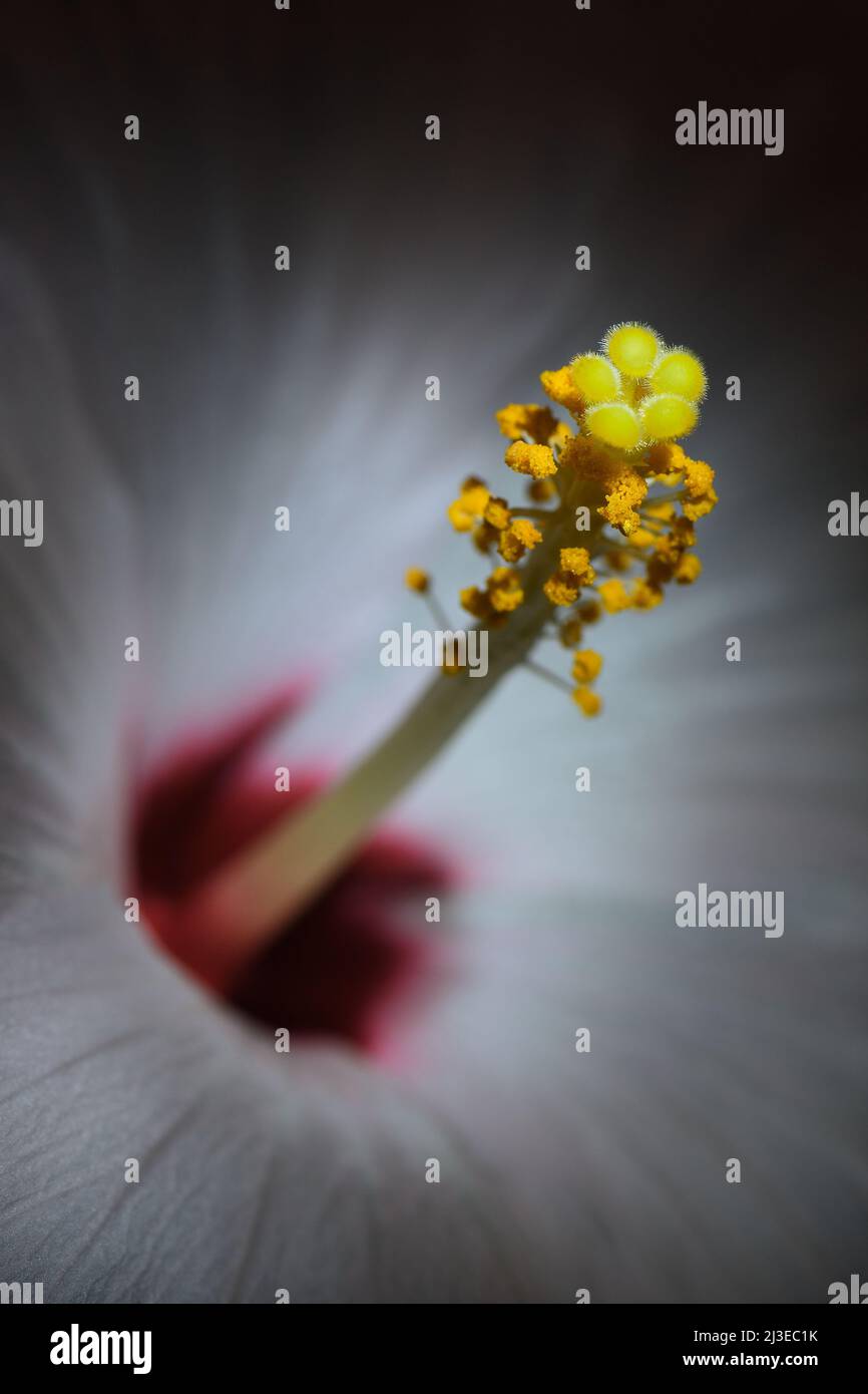 Un gros plan extrême d'un hibiscus blanc -Hibiscus sinensis- fleurs stigmate, pistil et STAMEN dans un éclairage doux et sombre; capturé dans un studio Banque D'Images