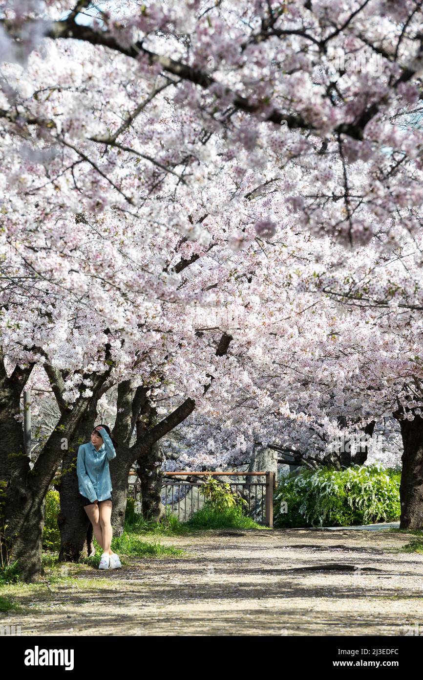 Les jeunes femmes parmi les cerisiers en fleurs comme le château d'Osaka, Osaka, Japon Banque D'Images