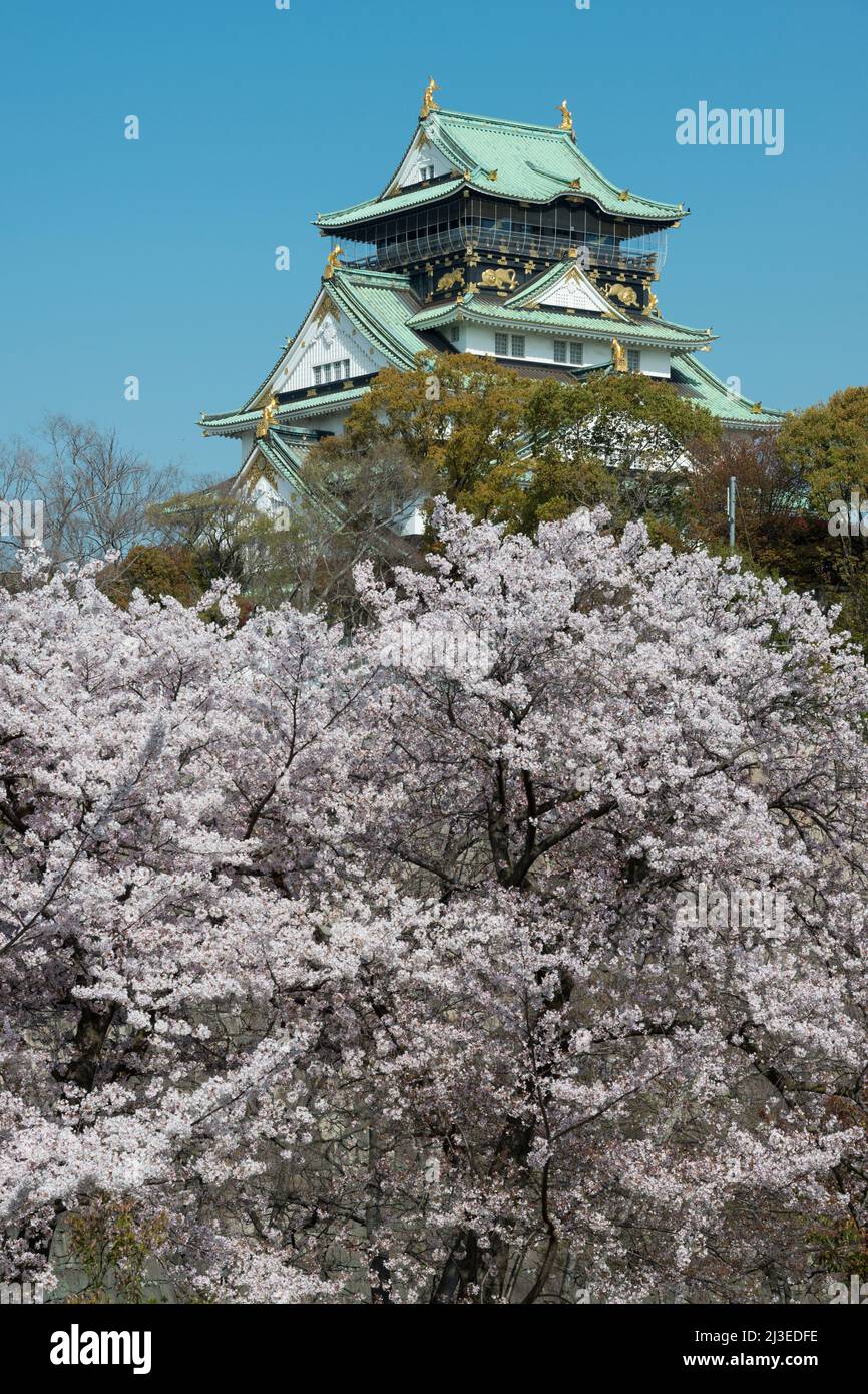 Le Château d'Osaka avec fleurs de cerisier, Osaka, Japon Banque D'Images