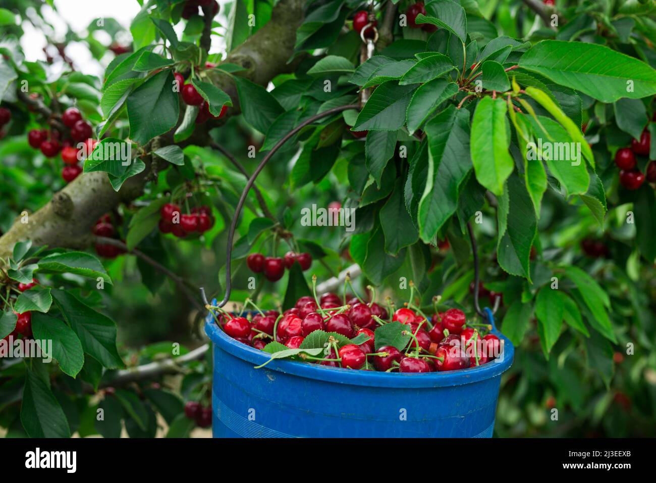 panier rempli de cerises rouges mûres Banque D'Images