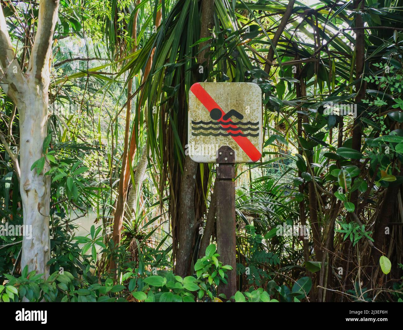 Un panneau de natation usé dans la forêt, près d'un étang. Signalisation de sécurité dans un parc naturel. Banque D'Images