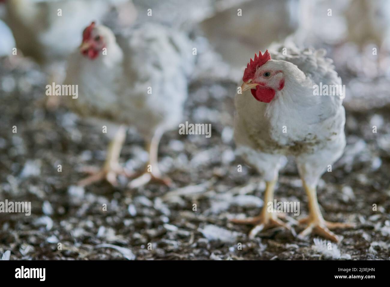 Vous vous demandez également pourquoi nous avons tous la même apparence. Photo de deux poulets marchant avec d'autres poulets à l'intérieur d'un entrepôt sur une ferme. Banque D'Images