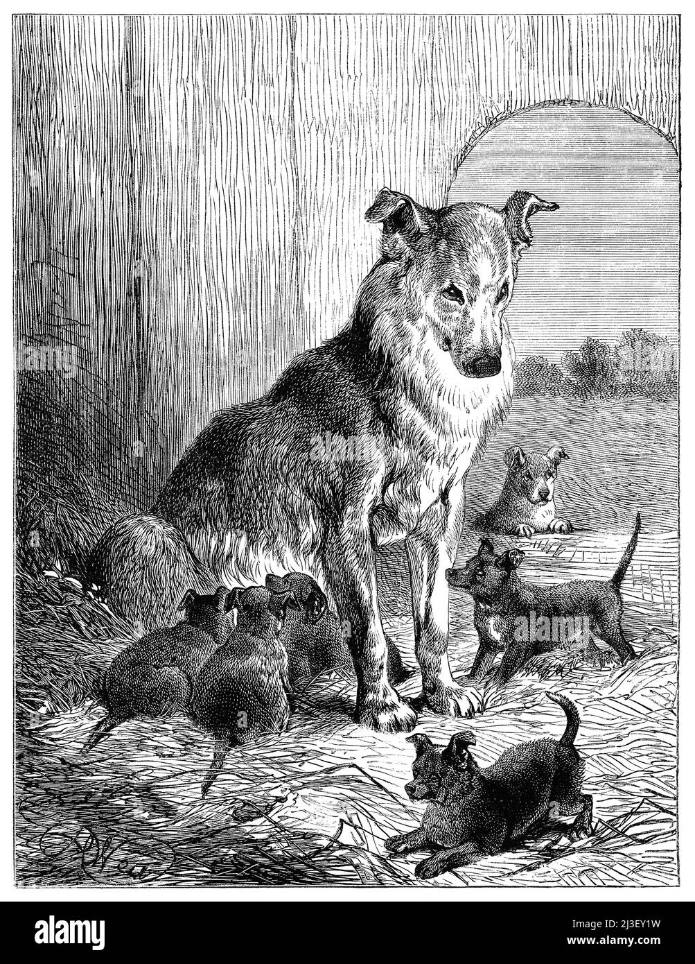 Gravure victorienne vintage d'un chien et de ses chiots par Harrison Weir. Banque D'Images