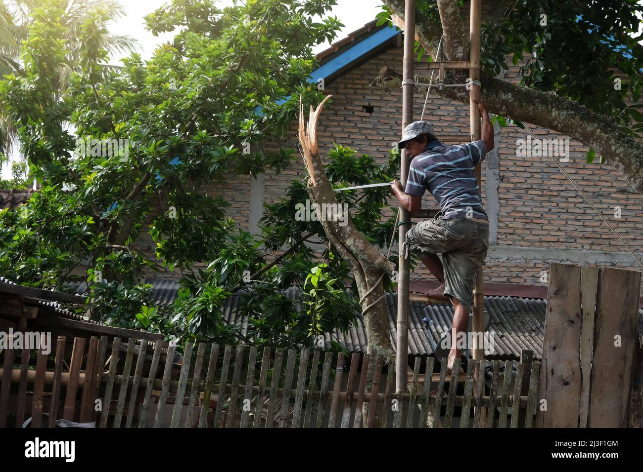 Un homme tond une branche d'arbre à l'aide d'une échelle dans la cour Banque D'Images Un homme tond une branche d'arbre à l'aide d'une échelle dans la cour Banque D'Images