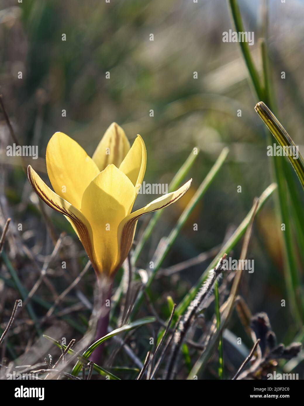 Fleur de Crocus susianus jaune au printemps Banque D'Images