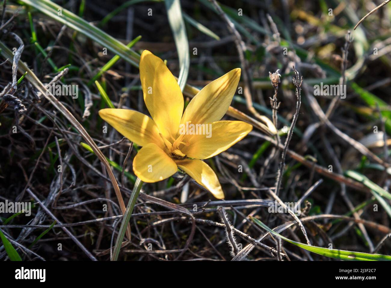 Fleur de Crocus susianus jaune au printemps Banque D'Images