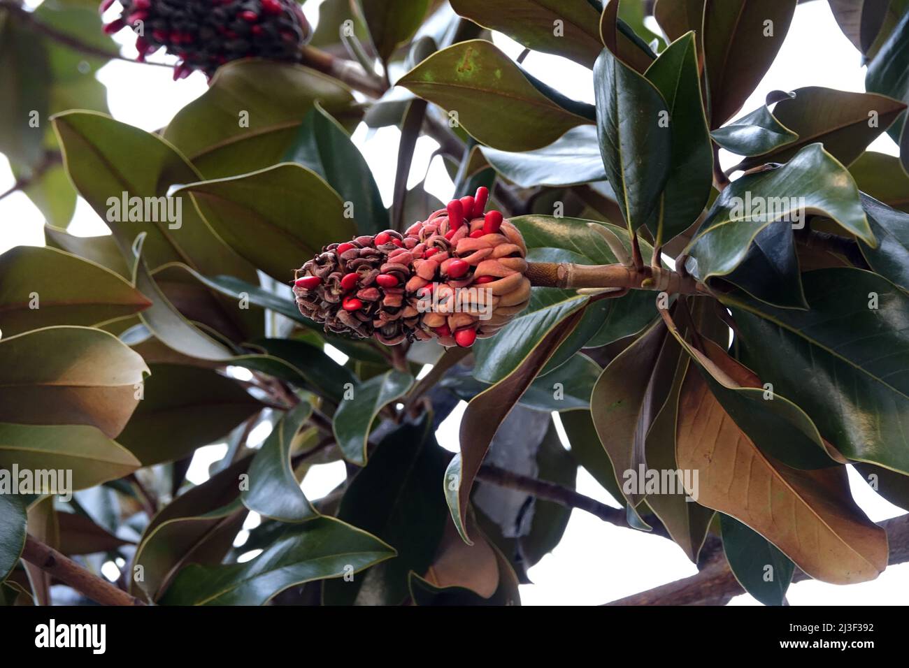 Fruit de Magnolia Banque D'Images