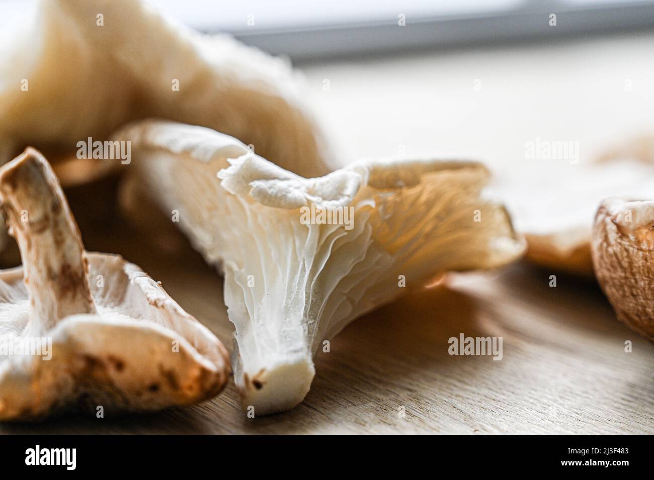 Une gamme de champignons sauvages comestibles, dont l'huître, l'huître plate, les chanterelles et les champignons Maitake riches en vitamine B. Banque D'Images