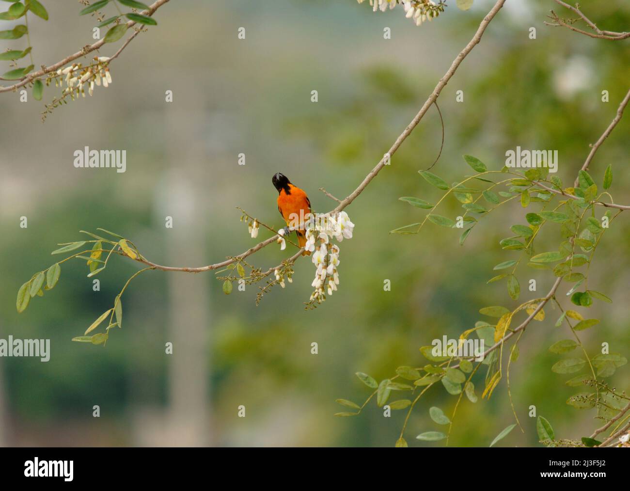 Gros plan d'un oiseau sur l'arbre Banque D'Images