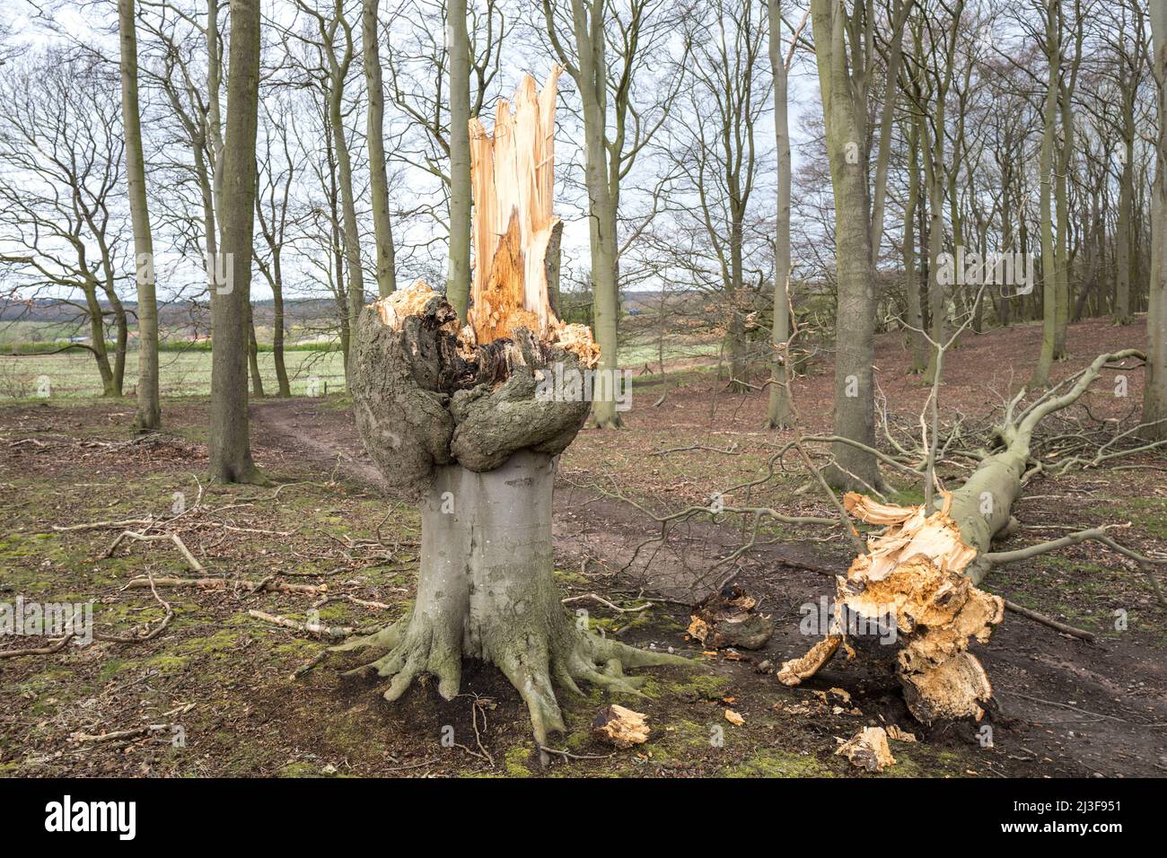 Arbre de hêtre endommagé par le vent avec tronc cassé sur le plancher de bois. Banque D'Images