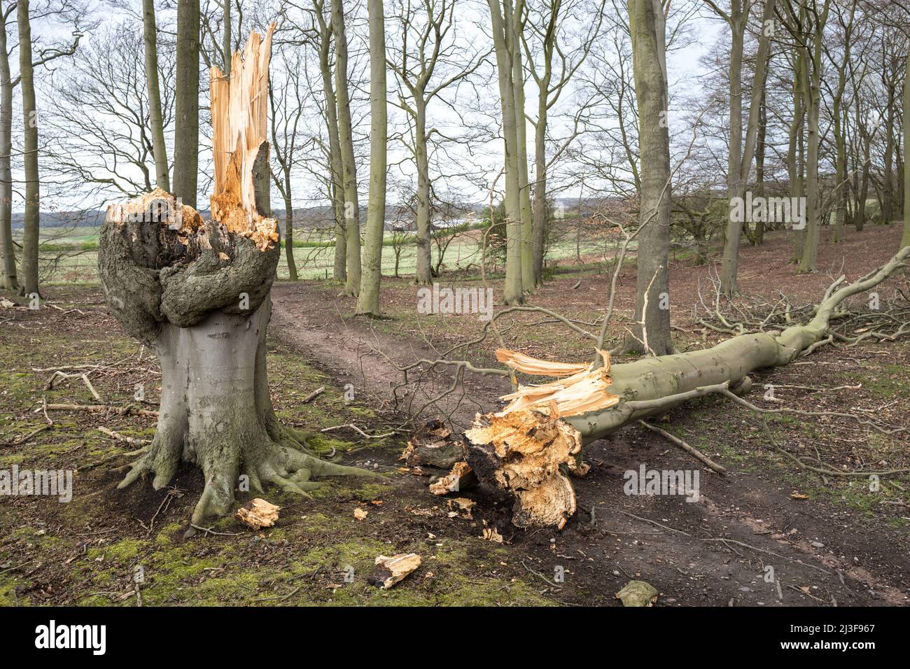 Arbre de hêtre endommagé par le vent avec tronc cassé sur le plancher de bois. Banque D'Images