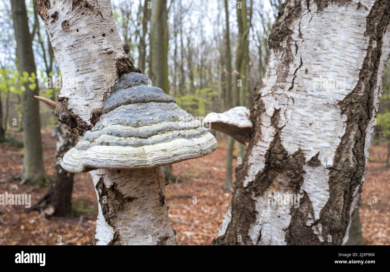 Fomitopsis betulina, communément appelé polypore de bouleau. Banque D'Images