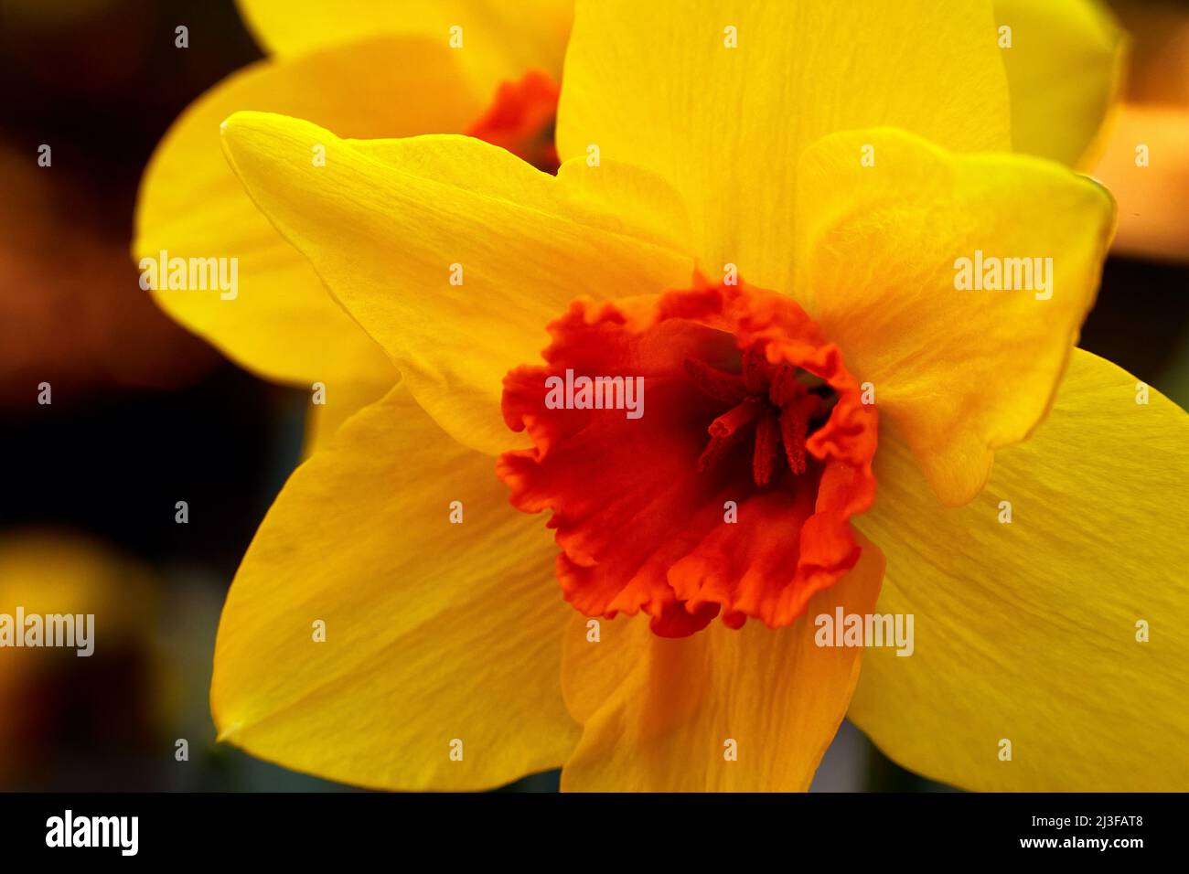 Photo en gros plan d'une fleur jaune narcisse-jonquille avec un magnifique corona orange et des tepals Banque D'Images
