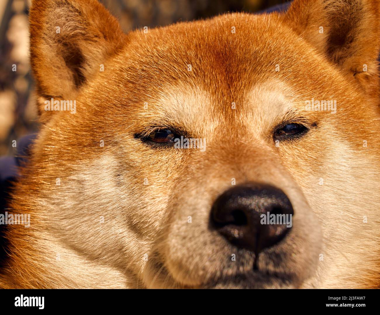 Gros plan un portrait de chien Shiba Inu Banque D'Images