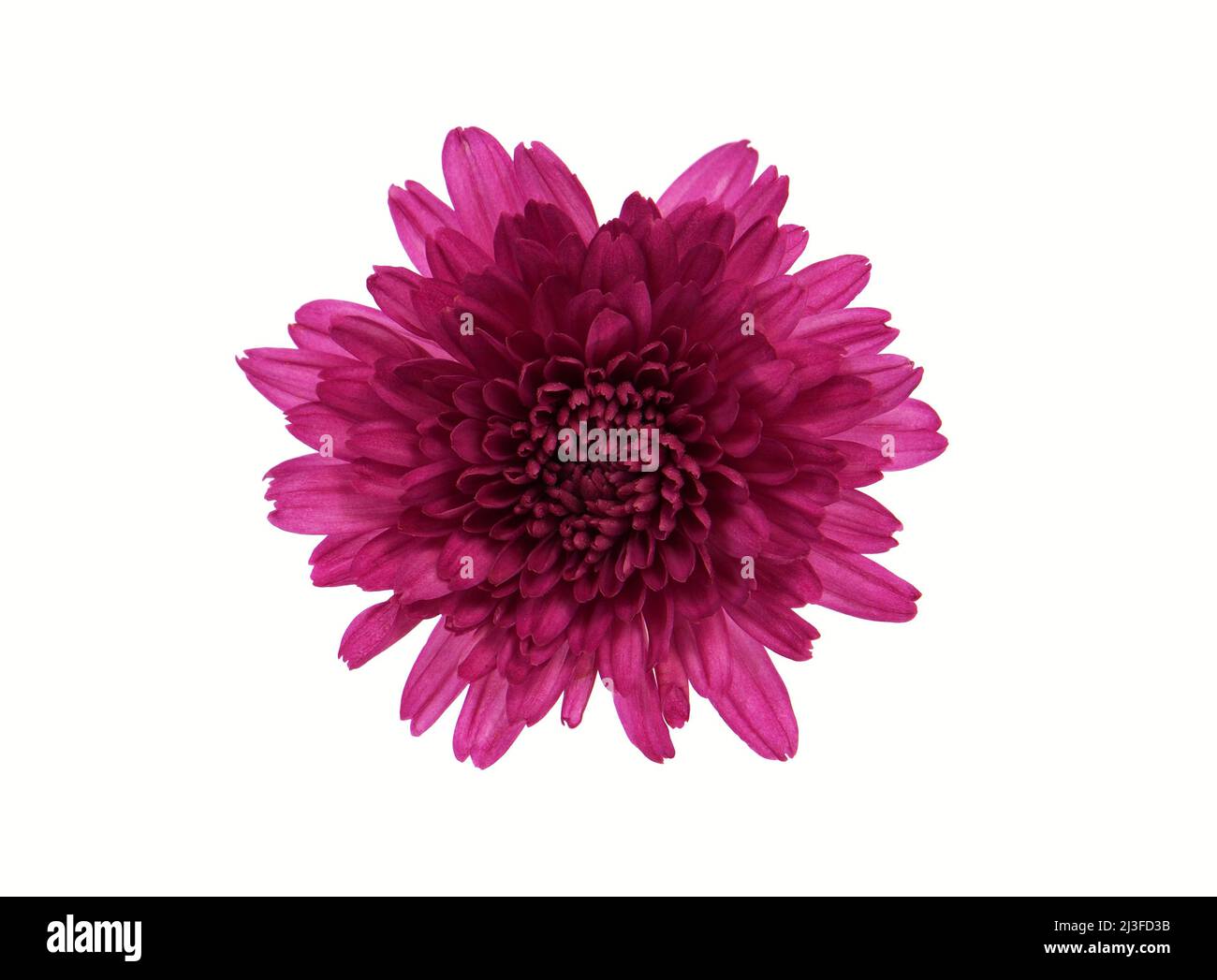 Fleur de chrysanthème rouge isolée sur blanc Banque D'Images