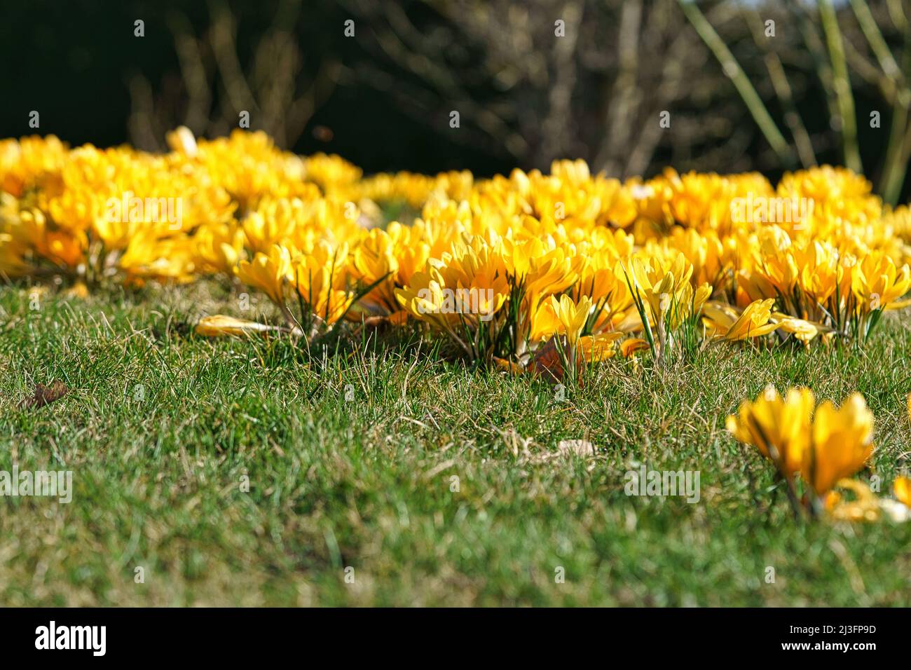 Crocus fleurs sur un pré, délicat et avec un arrière-plan légèrement flou. Représentation détaillée de la fleur. Les plantes en gros plan. Banque D'Images