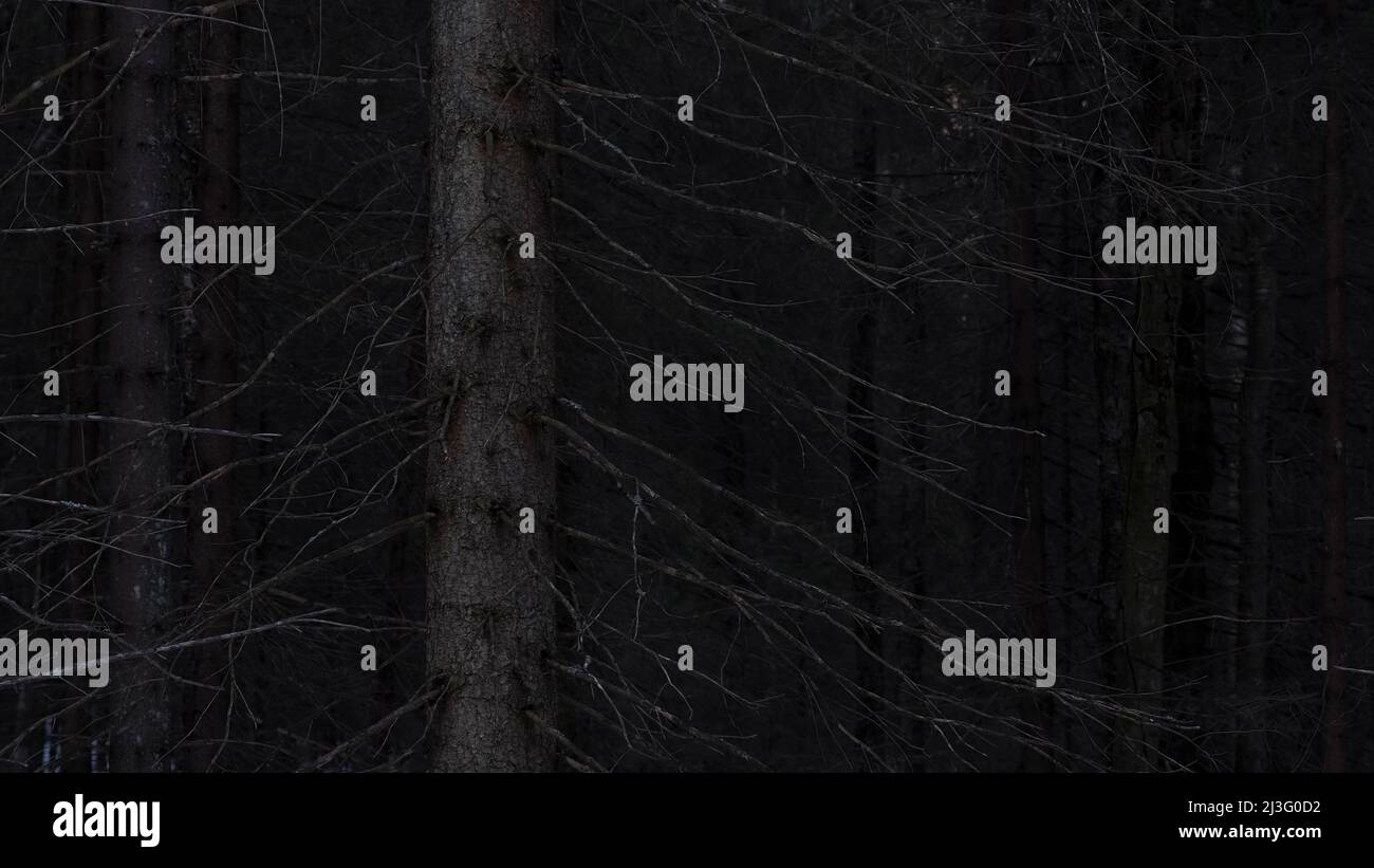 vieux arbres morts dans une forêt sombre et effrayante Banque D'Images