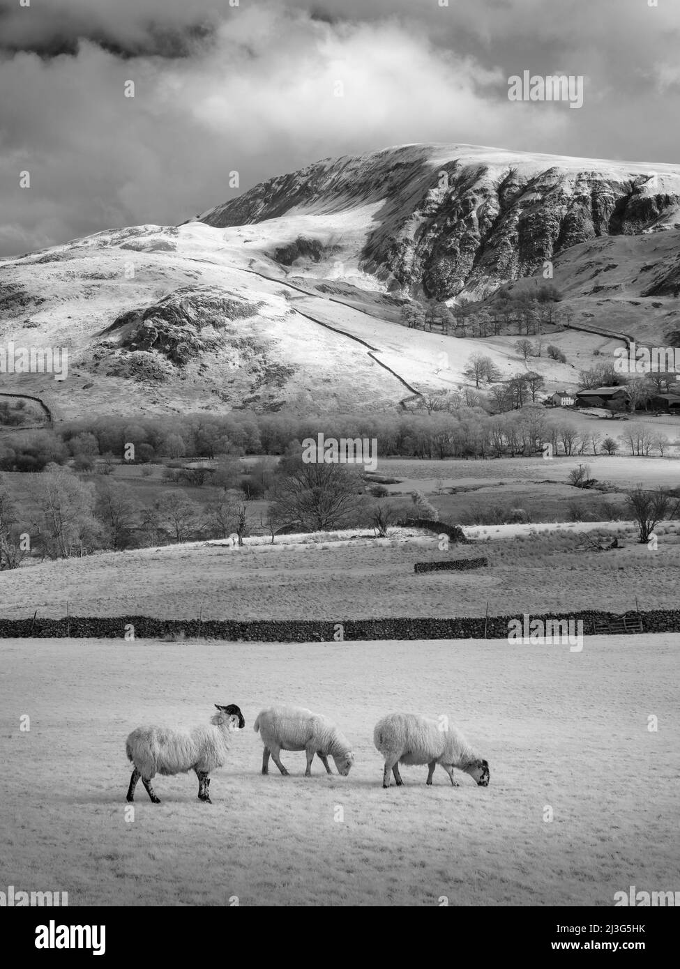 Une image infrarouge des moutons qui broutage à Nest Brow, en dessous de Clough Head, dans le parc national de English Lake District, Cumbria, Angleterre. Banque D'Images