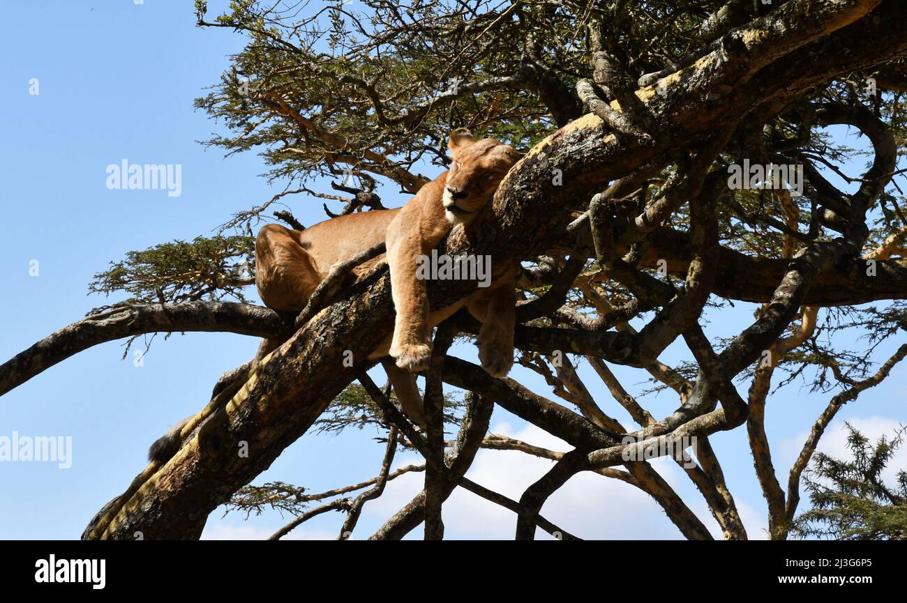 Lion pour un arbre en acacia Banque D'Images