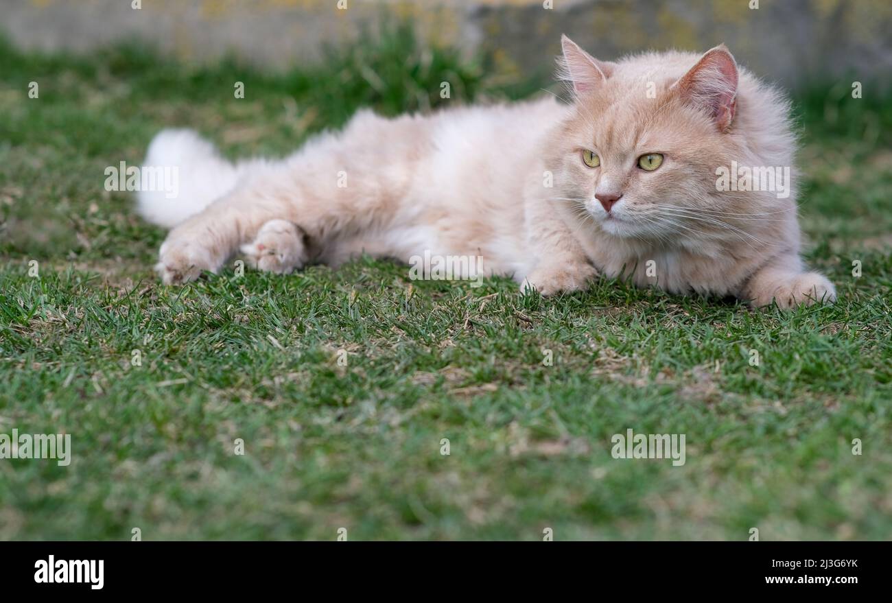 Un chat rouge est en train d'errer dans la cour. Banque D'Images