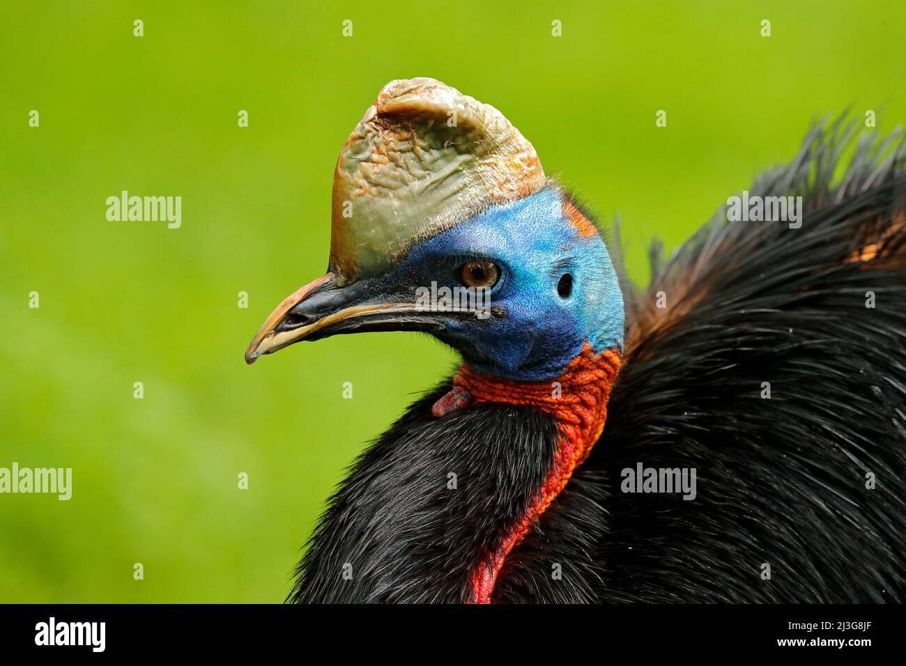 Le Sud Casuarius casuarius, casoar, également connu sous le nom de double-réorganisation de cassowary, Australian grande forêt, d'oiseaux, de sombre portrait caché détails tropic f Banque D'Images