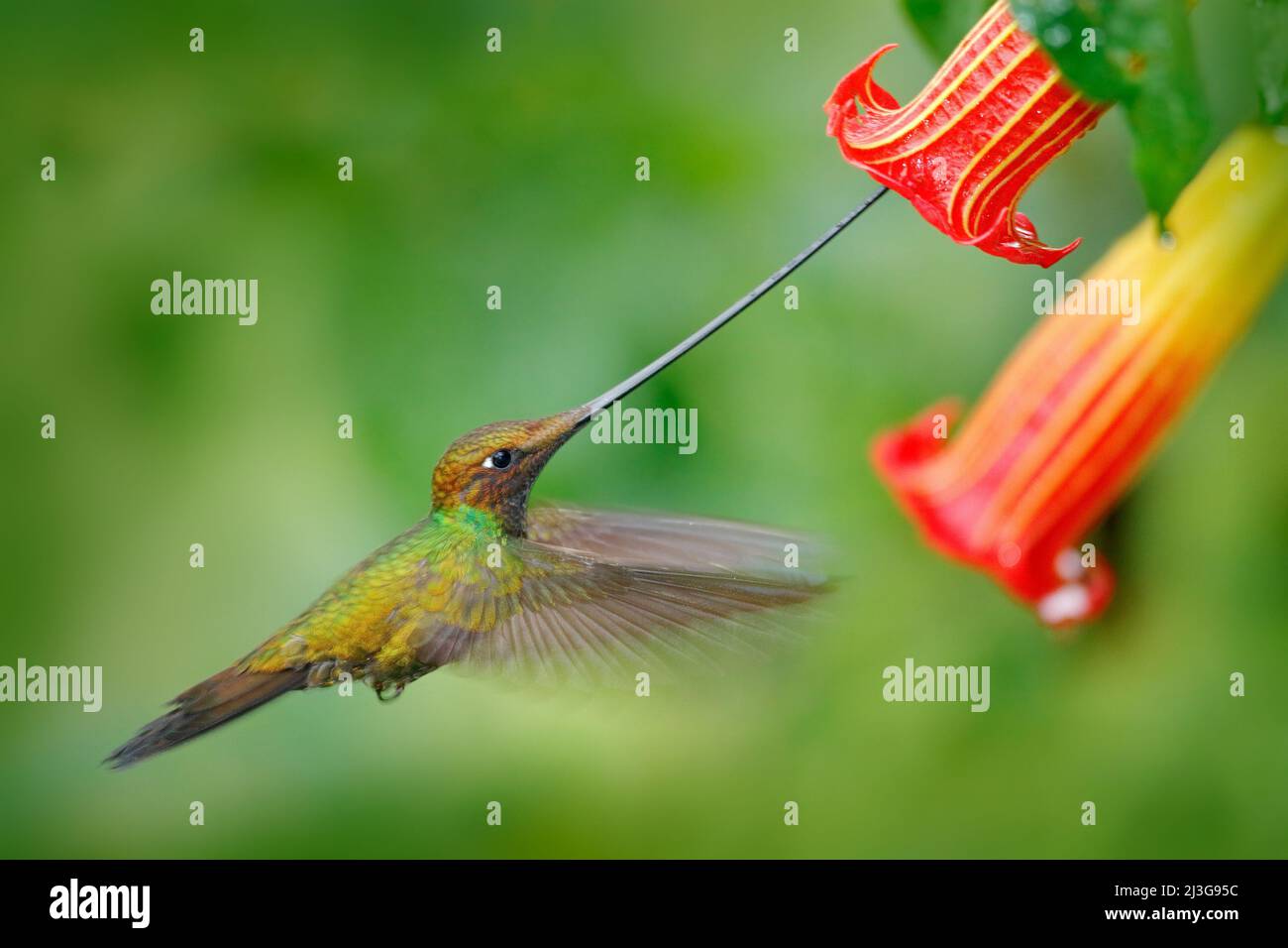 Colibri à bec d'épée, Ensifera ensifera, voler à côté de la belle fleur d'orange, oiseau avec la plus longue facture, dans la nature habitat de forêt, Equateur. Faune s Banque D'Images