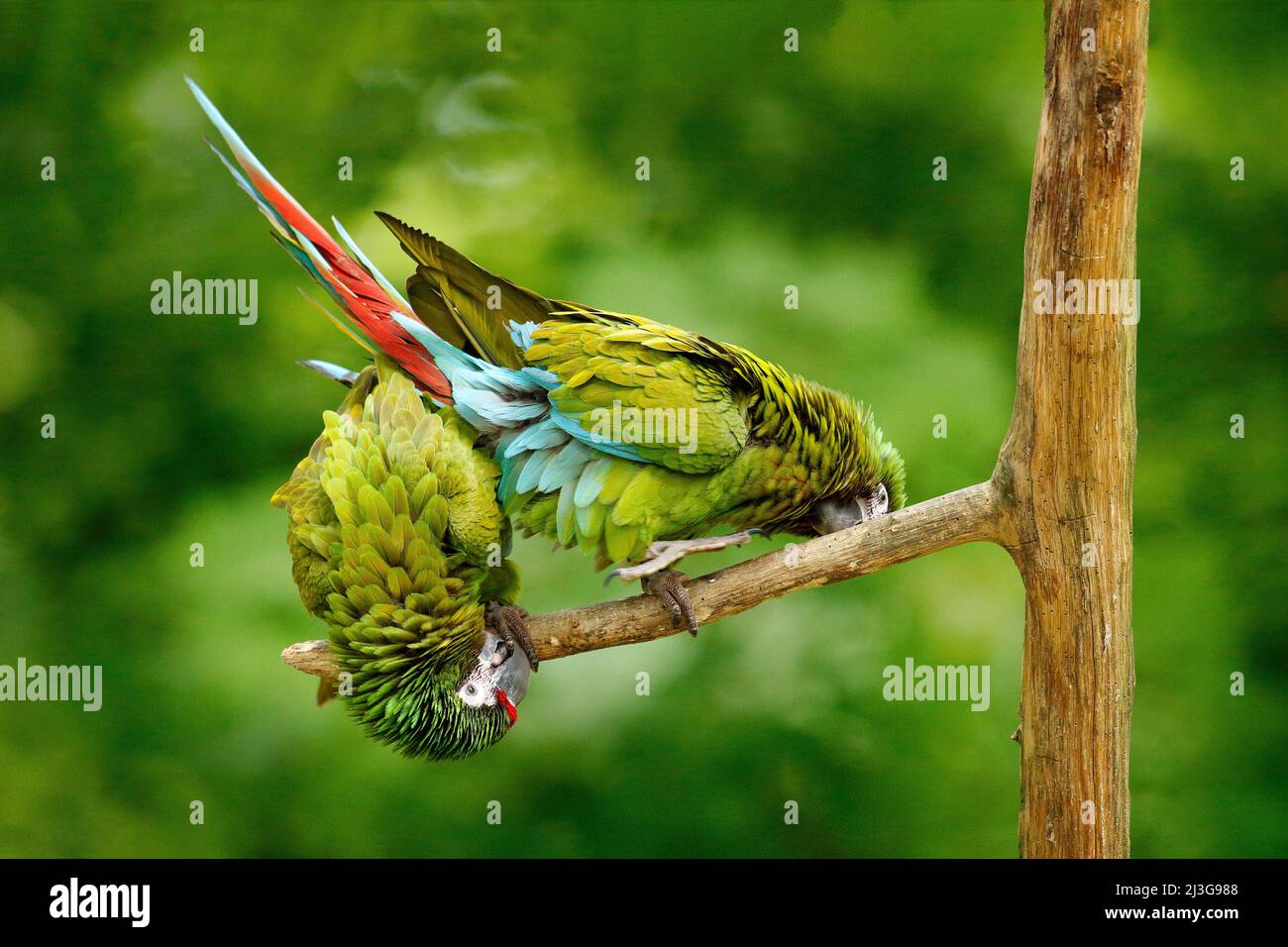 Perroquet vert Macaw militaire, Ara militararis, Costa Rica. Scène de la faune de la nature. Comportement animal en forêt. Deux perroquets sur l'arbre. Amour des animaux, Banque D'Images