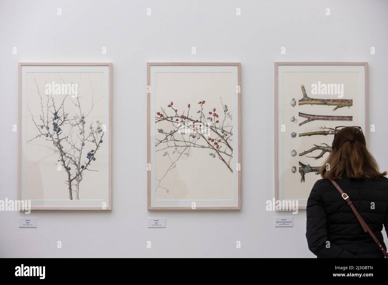 Londres, Royaume-Uni. 8 avril 2022. Œuvres d'Irina Neacsu, Roumanie, de la série sur les remèdes botaniques de Transylvania - baies d'hiver, exposées. Aperçu du salon d'art et de photographie botaniques RHS à la Saatchi Gallery, qui présente des dessins botaniques sélectionnés et des photographies présentant la flore mondiale par des artistes et photographes britanniques et internationaux. Les travaux sont exposés du 9 au 29 avril 2022. Credit: Stephen Chung / Alamy Live News Banque D'Images