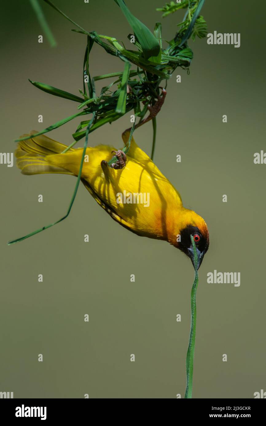 Oiseau de castor Vitallin, suspendu à l'envers, construisant un nouveau nid avec de l'herbe verte Banque D'Images
