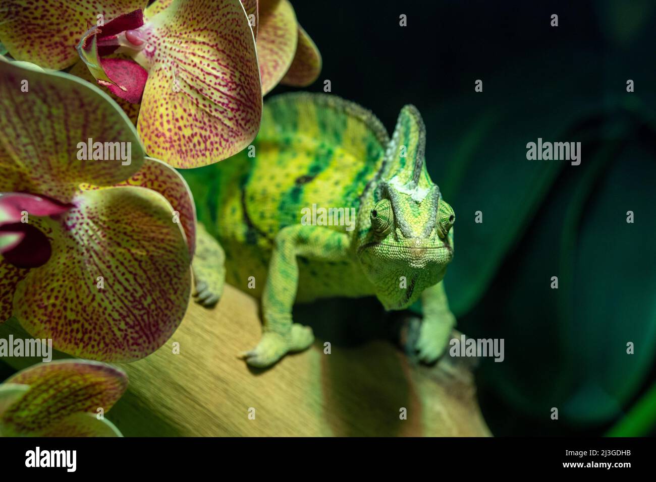 Un caméléon voilé (Chamaeleo calyptratus) en gros plan ou un caméléon à tête conique et un