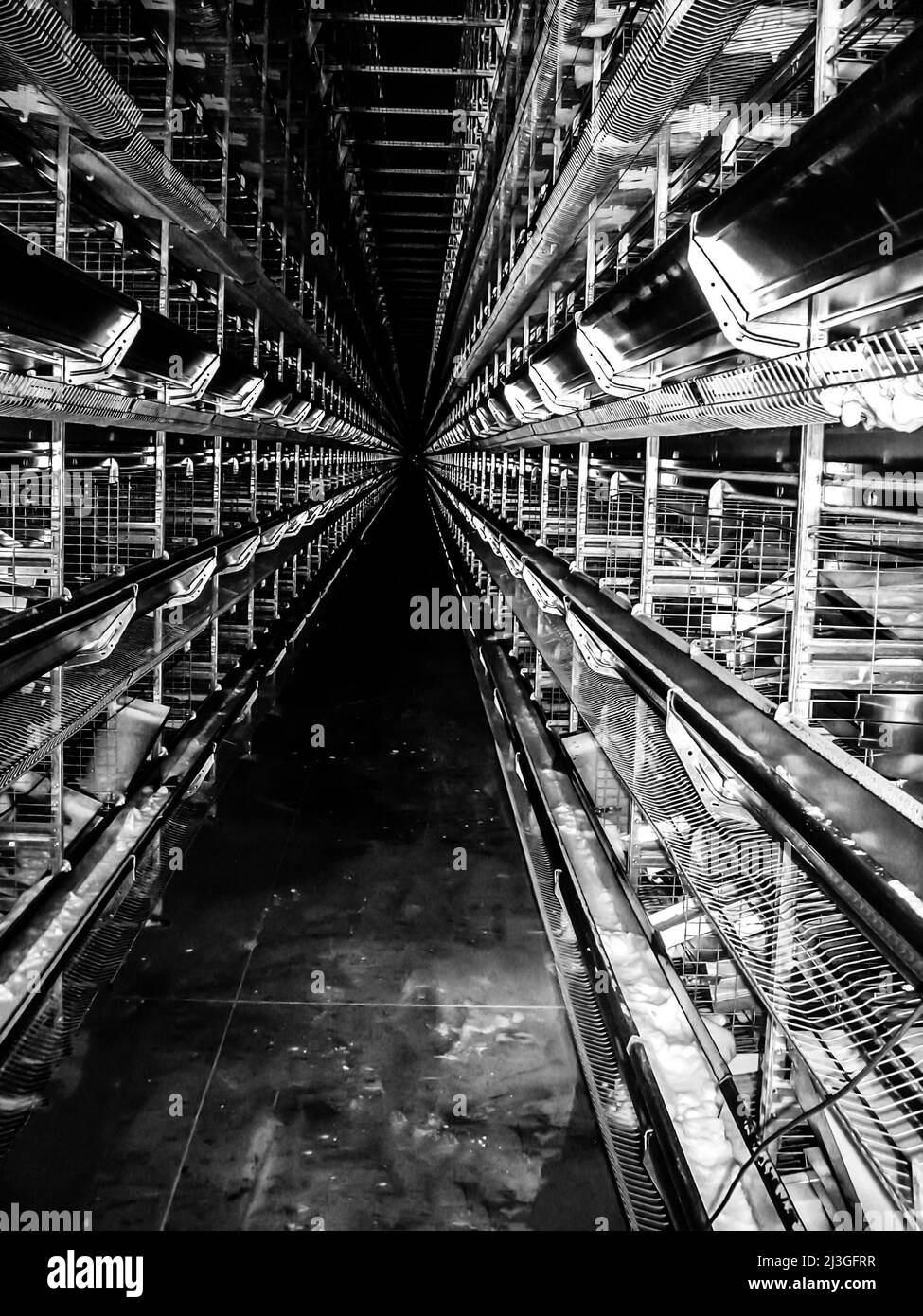 Rangées de cages vides à l'intérieur d'un bâtiment de confinement industriel de la couche d'œufs de poulet. Banque D'Images