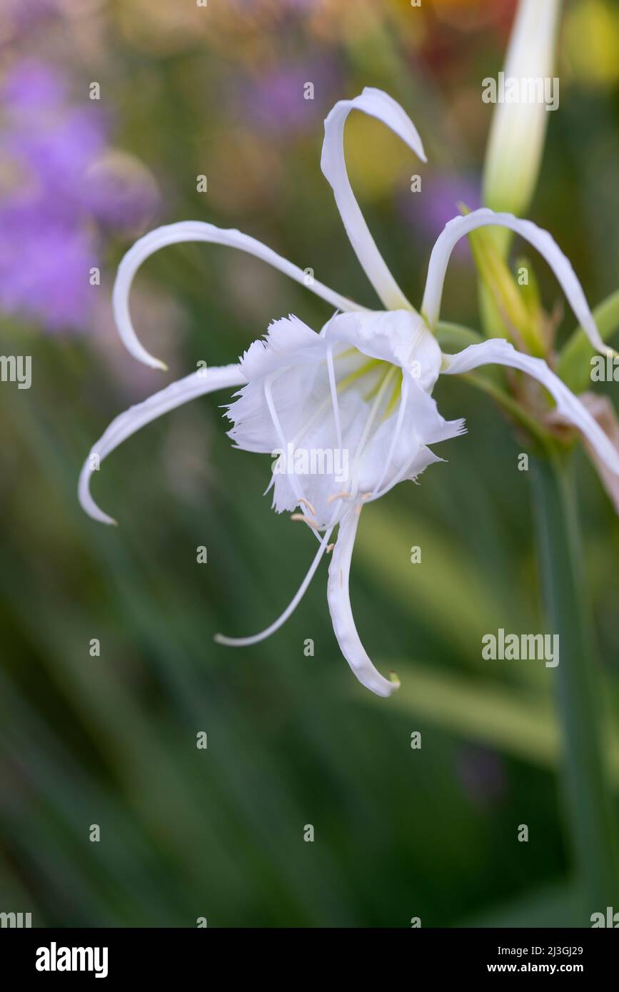 Hymenocallis Festalis - Daffodil péruvien - Lily araignée Banque D'Images