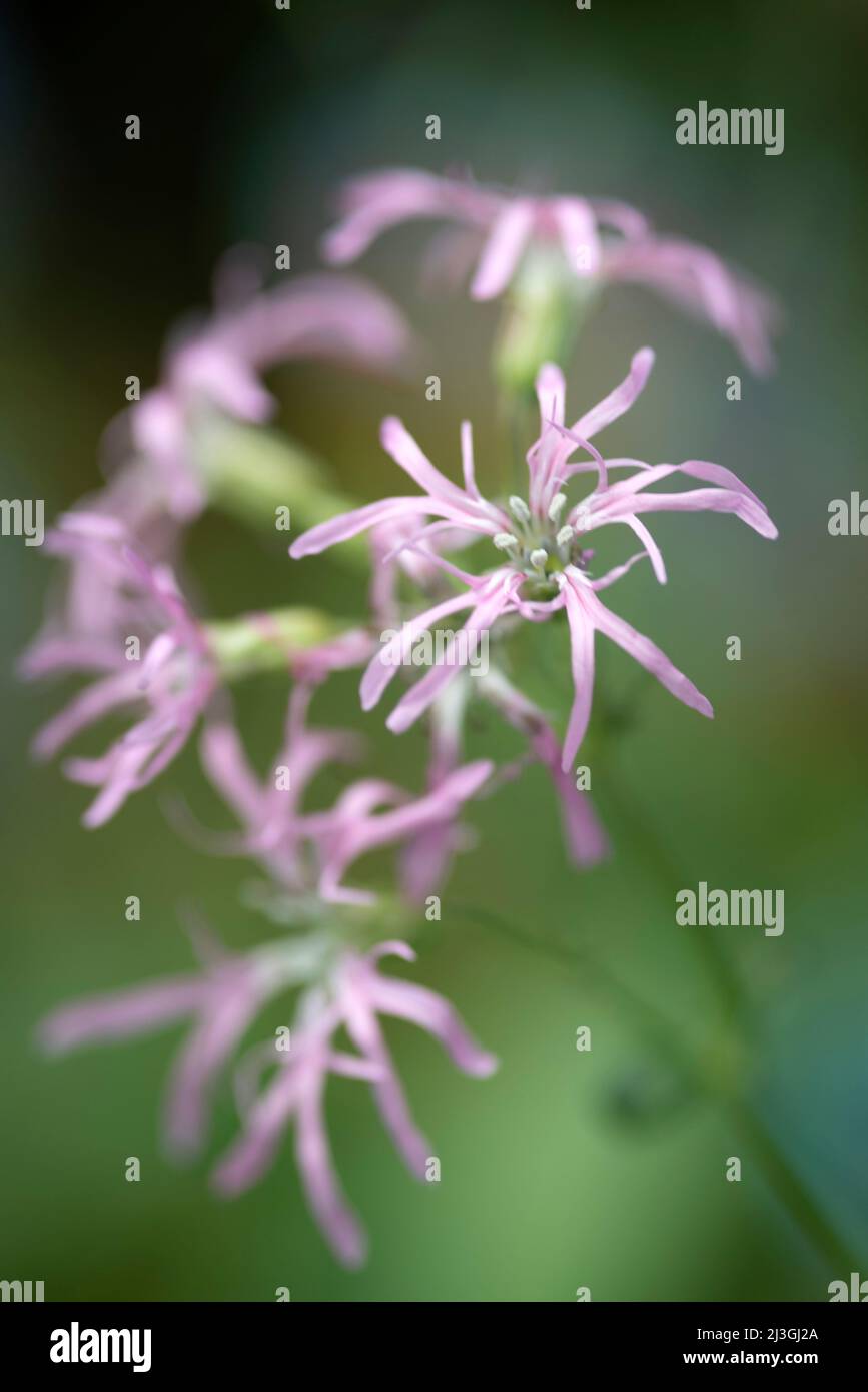 Lychnis flos cucucuci Banque D'Images