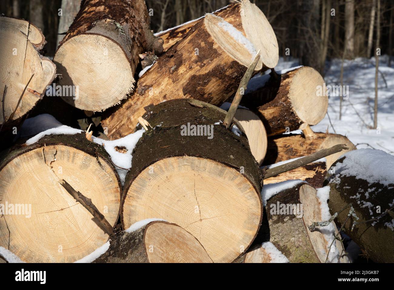 Dessus d'une pile de bois de chauffage récolté sur un beau jour de mars gros plan Banque D'Images