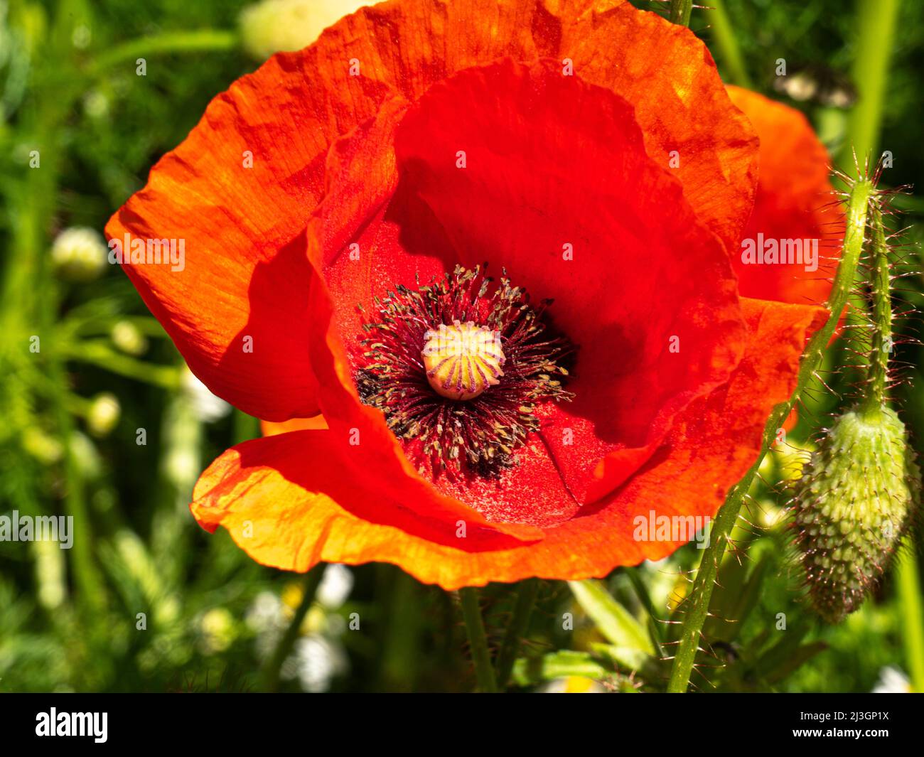 gros plan sur la fleur de pavot à maïs rouge avec capsule et un pré sauvage à l'arrière-plan Banque D'Images