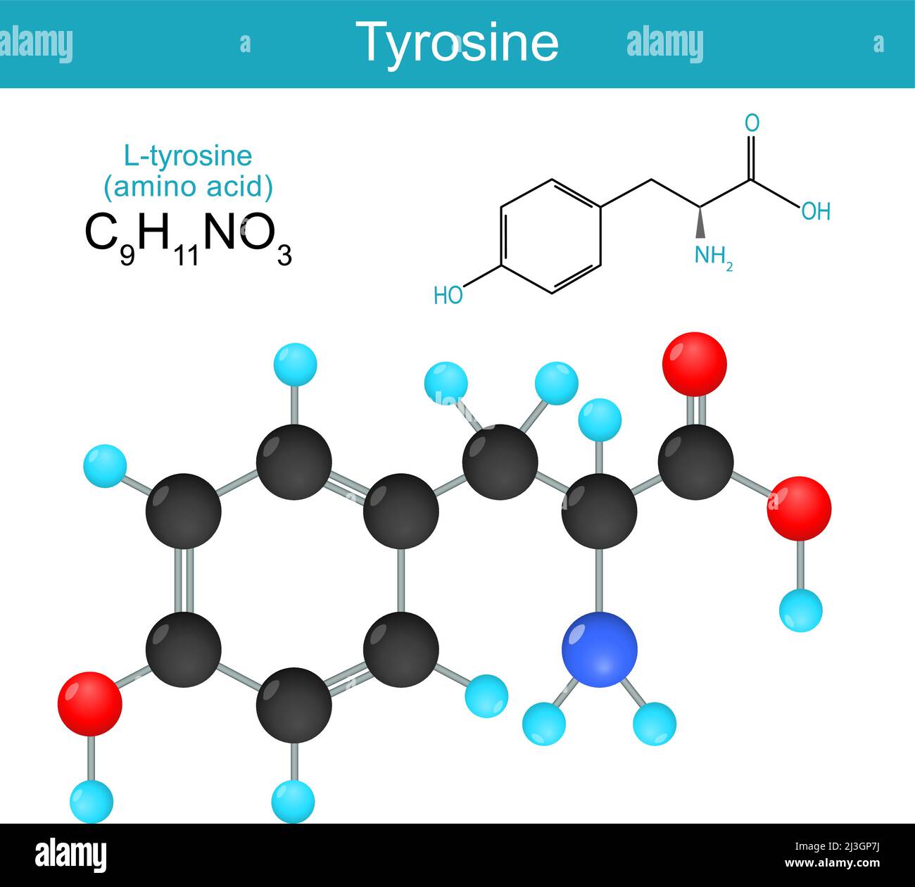 tyrosine. Formule chimique structurale d'une L-tyrosine. Formule squelettique d'un acide aminé standard. Alkaptonurie. Illustration vectorielle Illustration de Vecteur