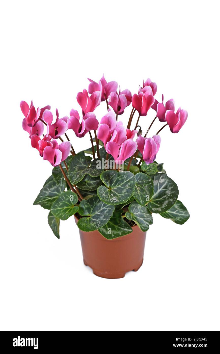 Fleurs en pot de 'Cyclamen persicum' rose sur fond blanc Banque D'Images