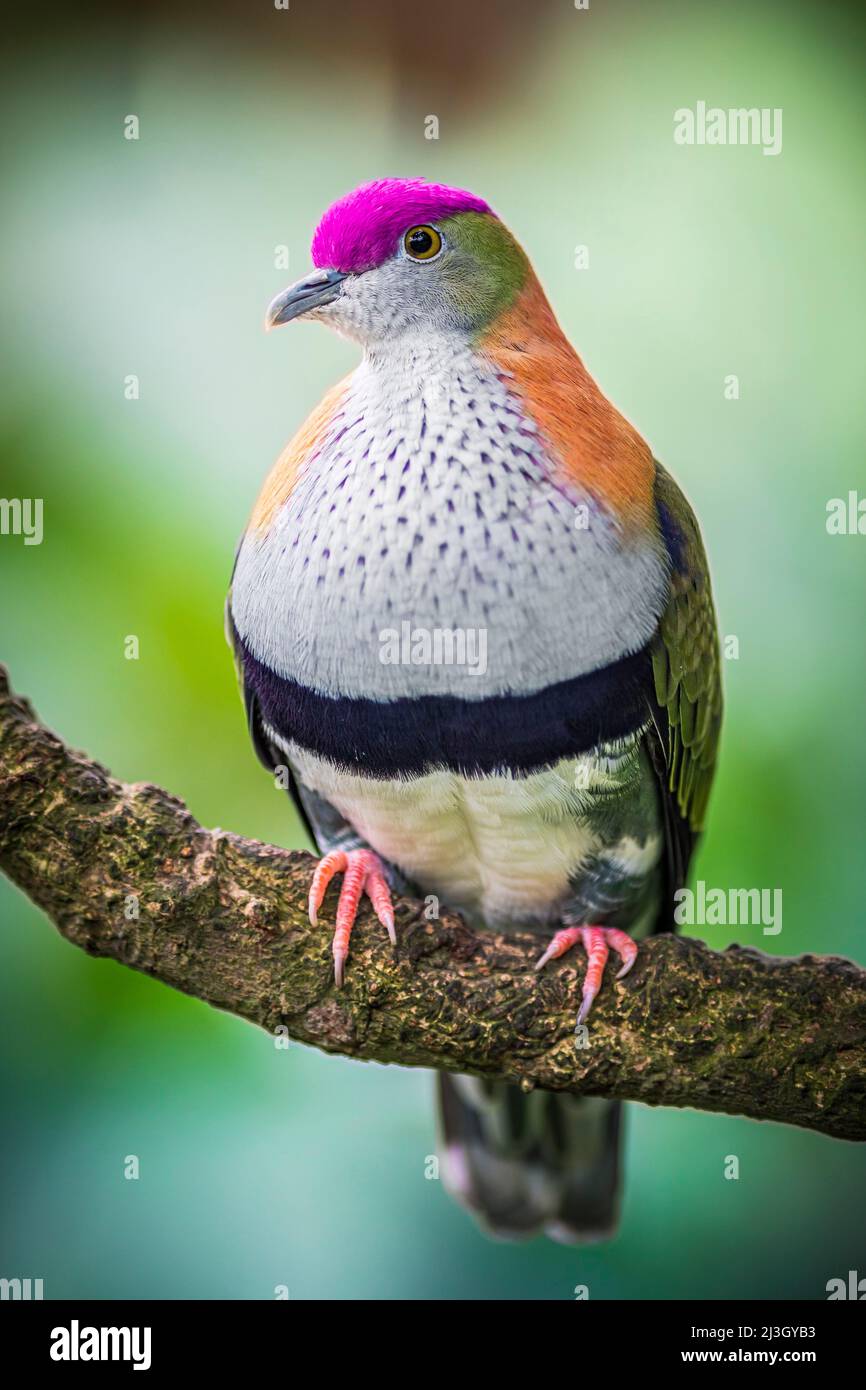France, Calvados, Honfleur, Naturospace, jardin botanique et volière, superbe colombe fruitilinopus (Ptilinopus superbus), également appelée colombe pourpre-couronnée, originaire d'Australasie, y compris la Papouasie-Nouvelle-Guinée, l'Australie, les îles Salomon, les Philippines et Sulawesi en Indonésie Banque D'Images