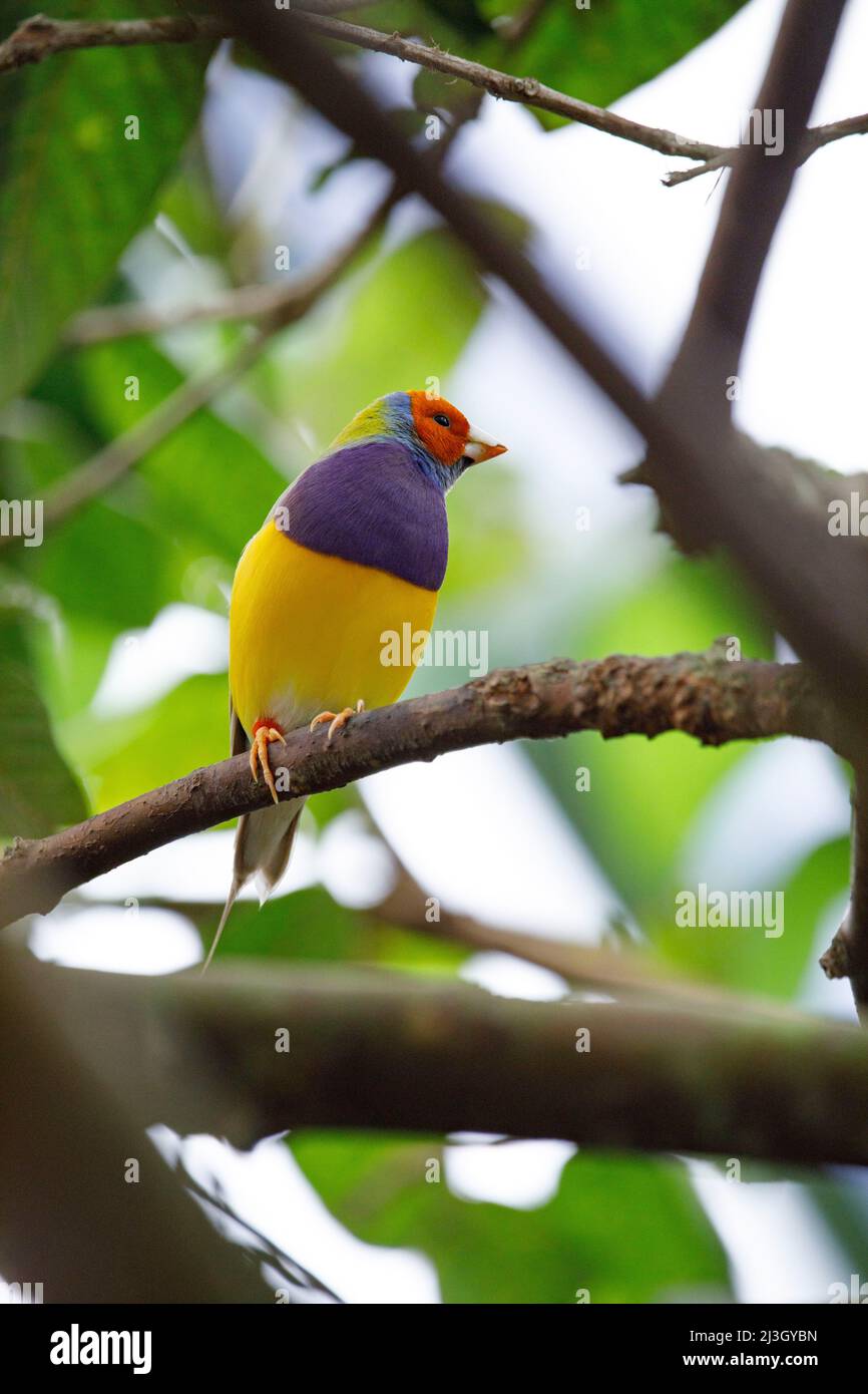 France, Calvados, Honfleur, Naturospace, jardin botanique et volière, Gouldian finch (Chloebia gouldiae), également connu sous le nom de Lady Gouldian finch, gould's finch ou Rainbow finch, originaire du nord de l'Australie Banque D'Images