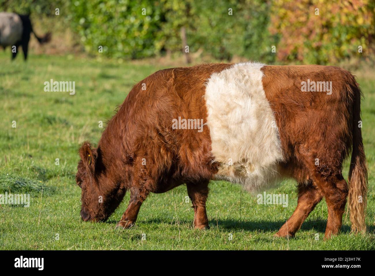 Pays-Bas, Frise, vaches Lakenvelder dans un pré Banque D'Images
