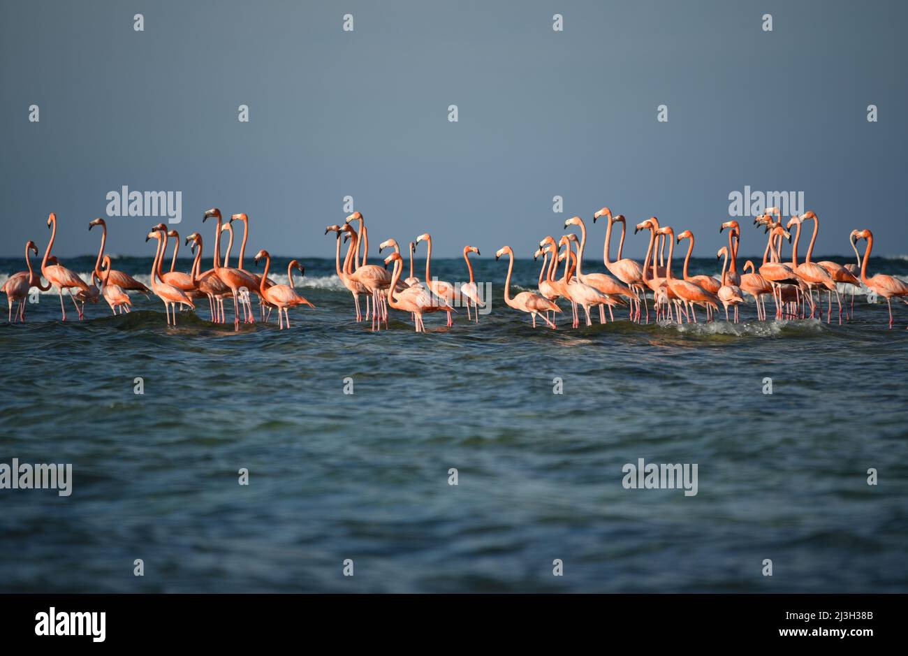Une vue magnifique, à partir d'un bateau, d'un troupeau de grands Flamingos sauvages rassemblés sur un bar de sable juste au large de la côte de Mayaguana dans les Bahamas. Remarque Banque D'Images