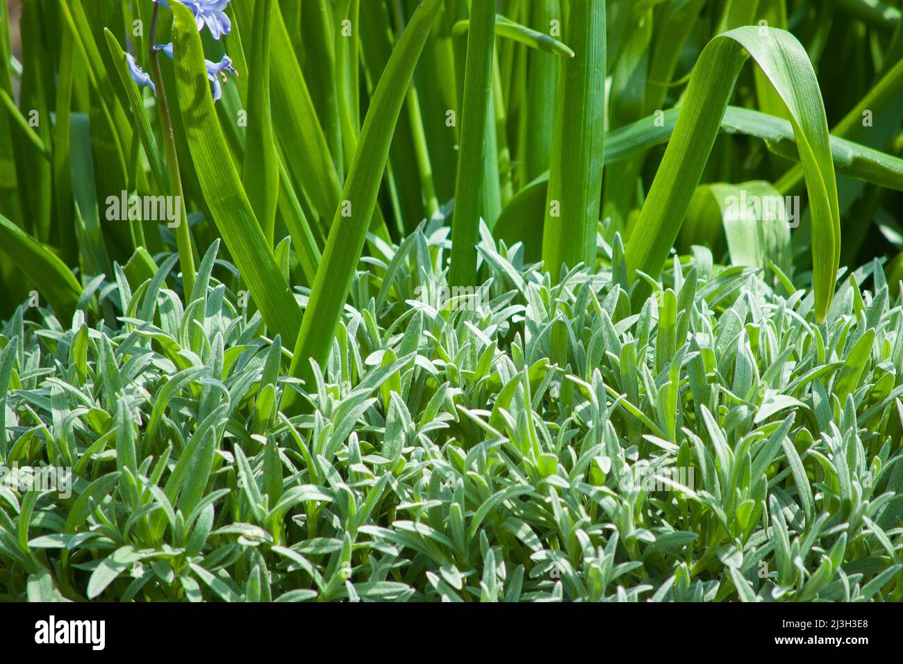 Feuillage gris argenté de Cerastium tomentosum également appelé neige-en-été, tapis formant une couverture de sol pour les jardins rocheux, espace de copie, sélectionné FO Banque D'Images