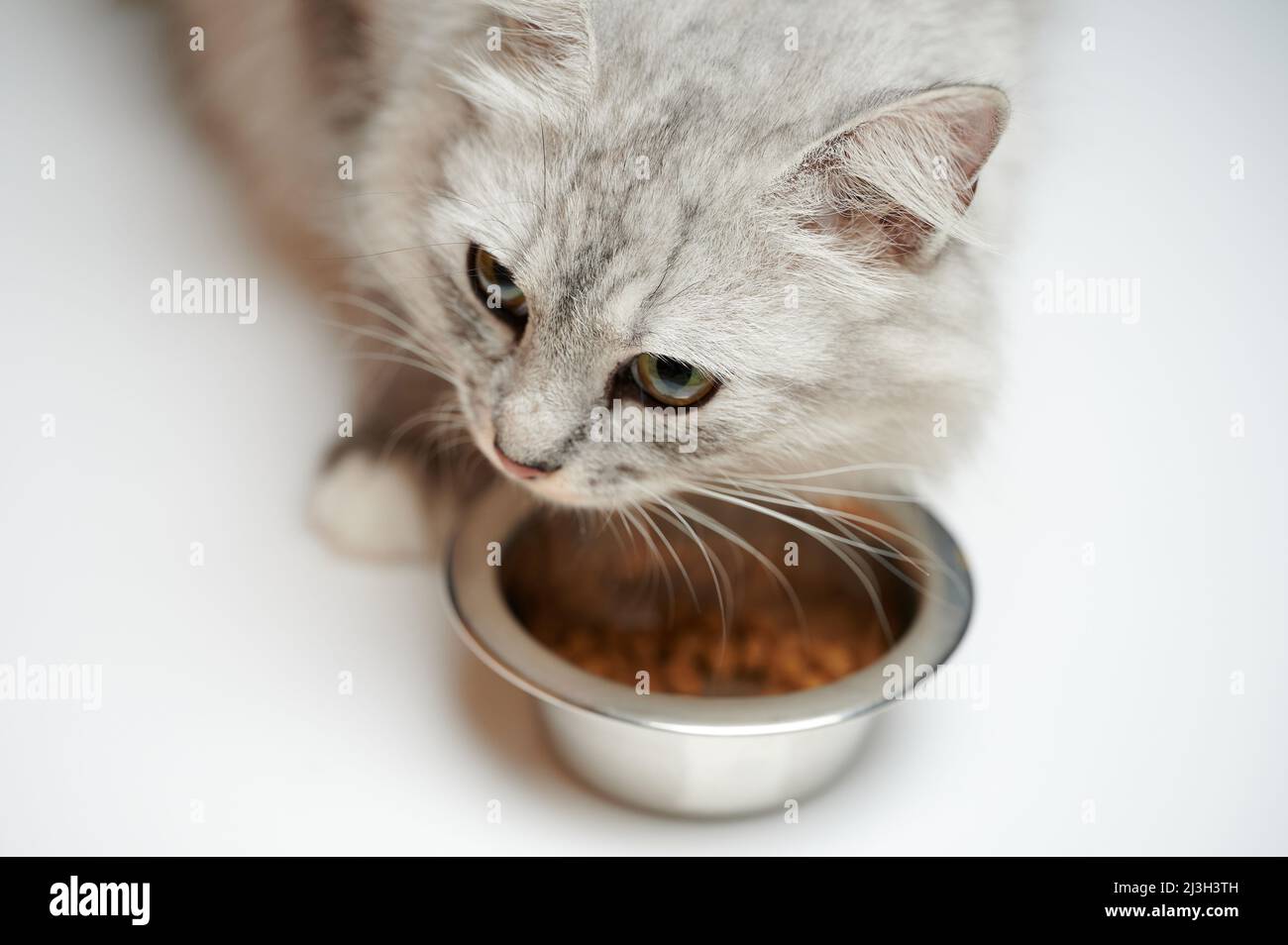 Curieux chat manger de la nourriture isolée sur fond de studio Banque D'Images