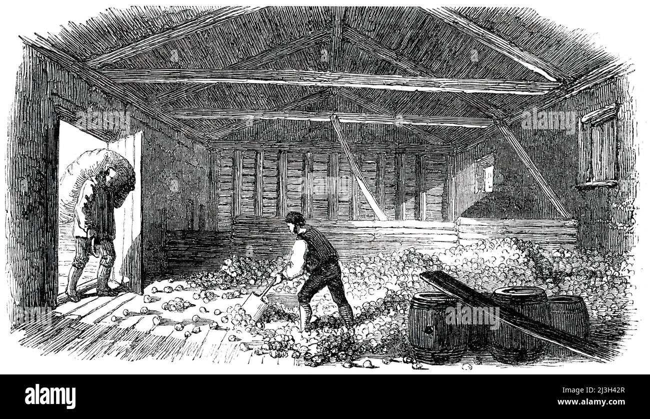 Fabrication de cidre dans le Devonshire - la pose des fruits, 1850. L'intérieur de '...la maison de livre, un bâtiment qui contient la livre, la presse à cidre, et un plancher surélevé sur lequel les pommes sont posées précédemment pour être martelé, ou plutôt de terre, comme le mode actuel s'applique plus strictement. Une fois que les pommes sont rassemblées des vergers, elles sont posées sur le sol, dans lequel est un trou communiquant avec une gouttière ou une pousse, contenant un certain arrangement de rouleaux, entre lesquels le fruit est écrasé ou moulu pour la "maquette." Ces rouleaux sont travaillés par une grande roue entraînée par des chevaux, et le gr Banque D'Images