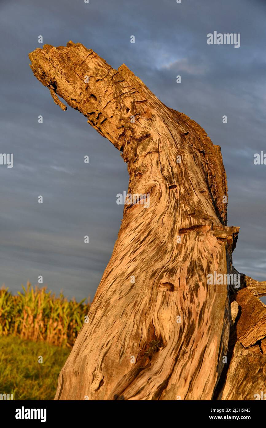 France, Doubs, Allenjoie, arbre, vieux tronc porté par le temps Banque D'Images