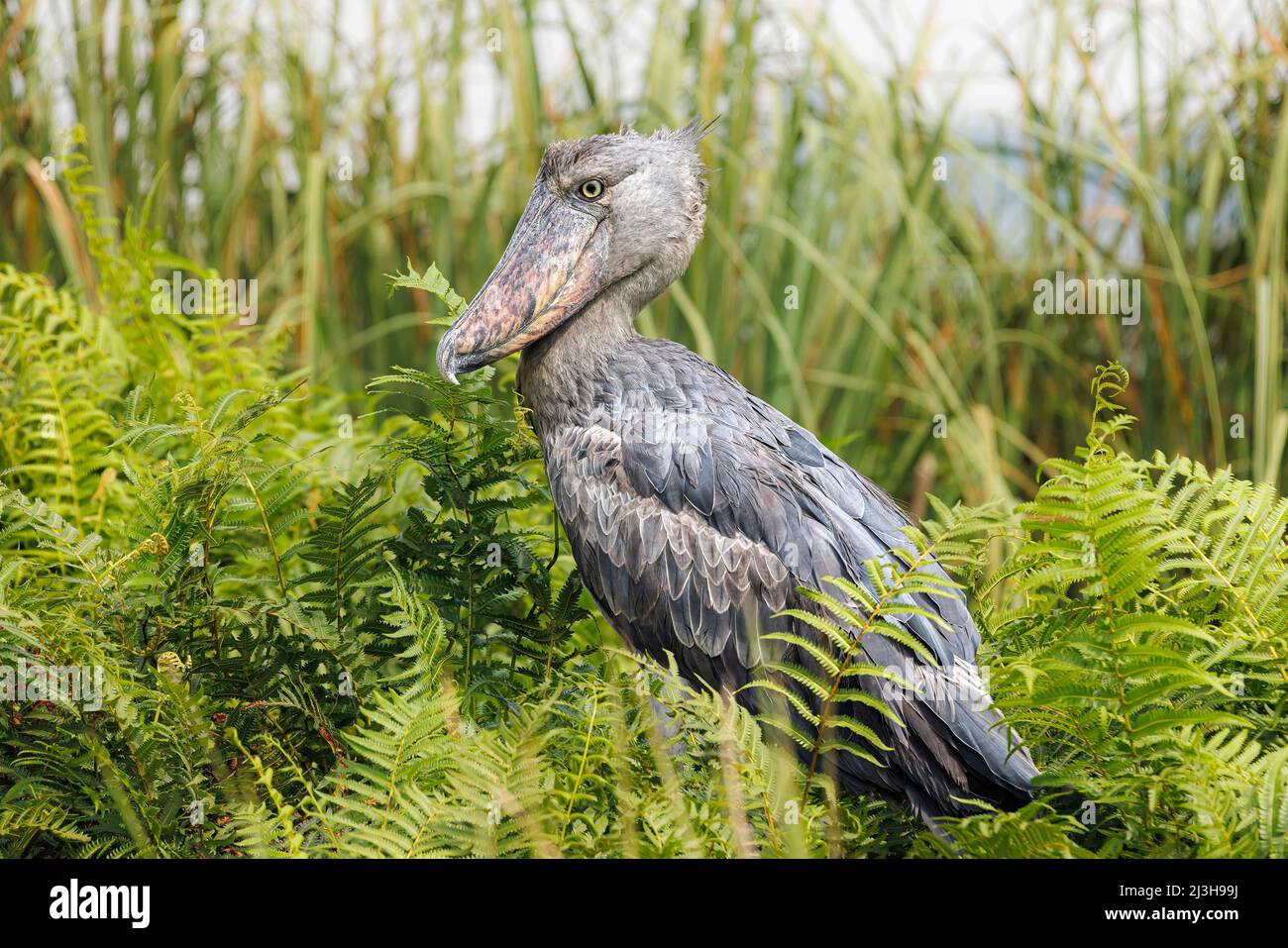 Ouganda, district de Wakiso, marais de Mabamba, Shoebill Banque D'Images