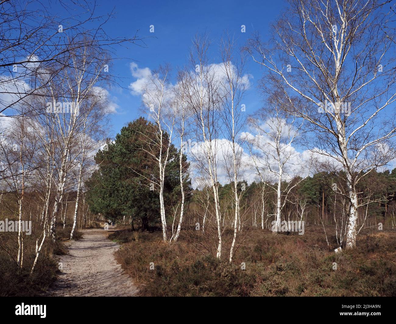 Trees at Wisley et Ockham Common, Chatley Heath, Surrey, Royaume-Uni. Banque D'Images