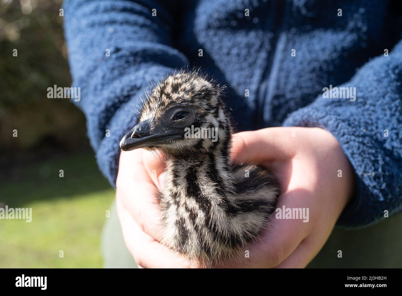 Personne tenant un incubateur vieux de trois jours a éclos poussins émeu ayant sa première expérience de l'extérieur. Banque D'Images