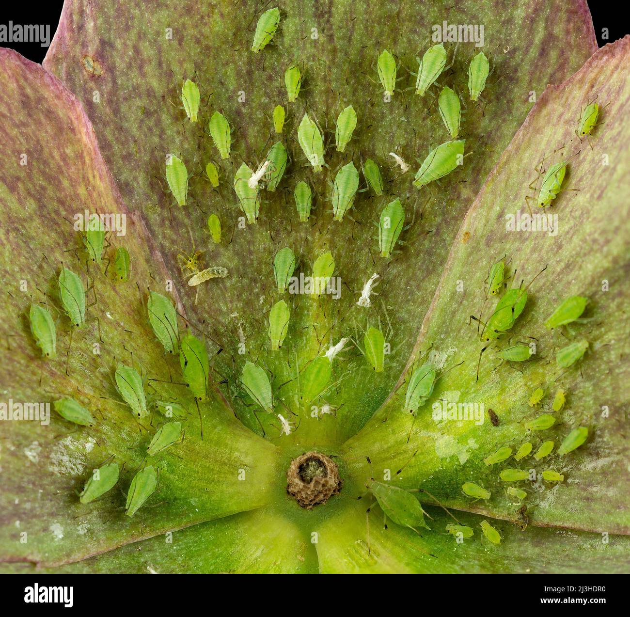 Des pucerons d'Helleborus (Macrosiphum hellebori) sur la fleur d'une plante d'helleborus (Helleborus orientalis) au début du printemps dans le centre de la Virginie. Banque D'Images