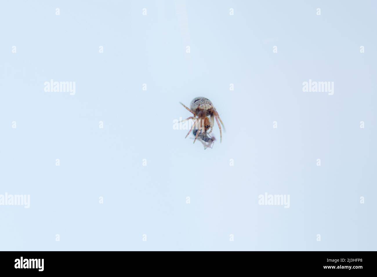 Araignée avec proie piégée sur la toile d'araignée Banque D'Images